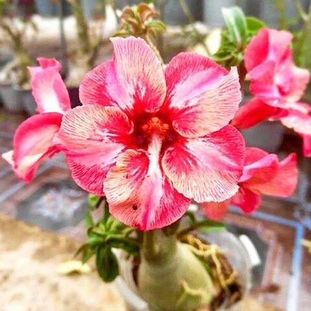 Адениум FAEN CHAN