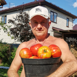 Помидоры - Морозовский