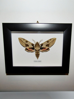 Бражник Hyles nicaea в рамке