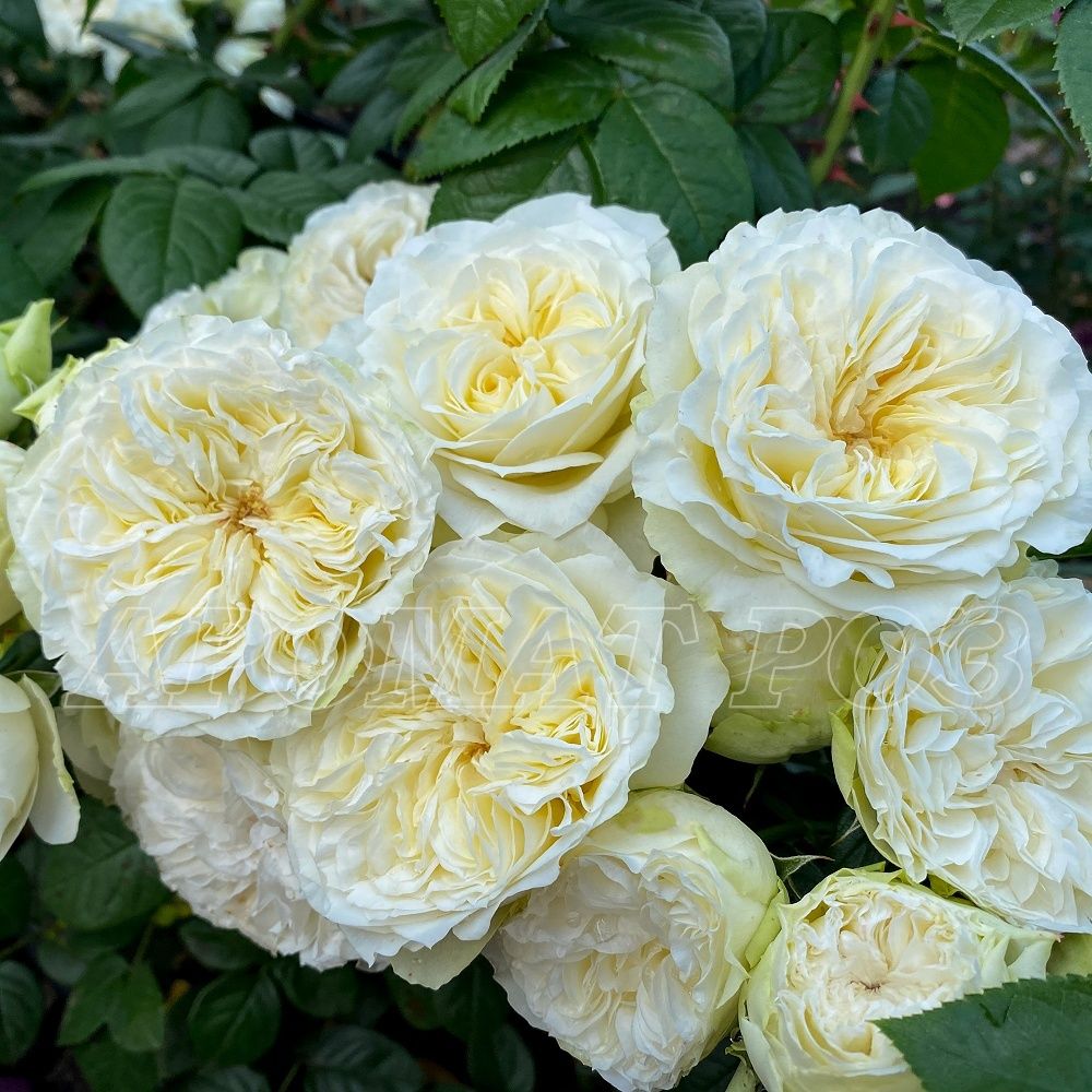 Винтэр Лодж (Winter Lodge)