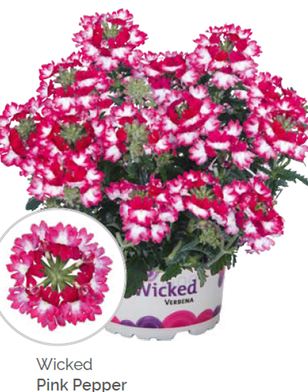 Вербена Wicked Pink Pepper укорененный черенок ОКС конец ноября