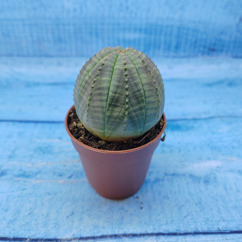 Euphorbia Obesa (Эуфорбия)