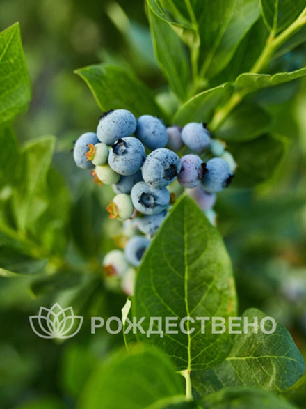 Голубика садовая Блюкроп