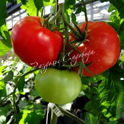 Томат детерминантный Волгоградский скороспелый (цена за 6 штук)