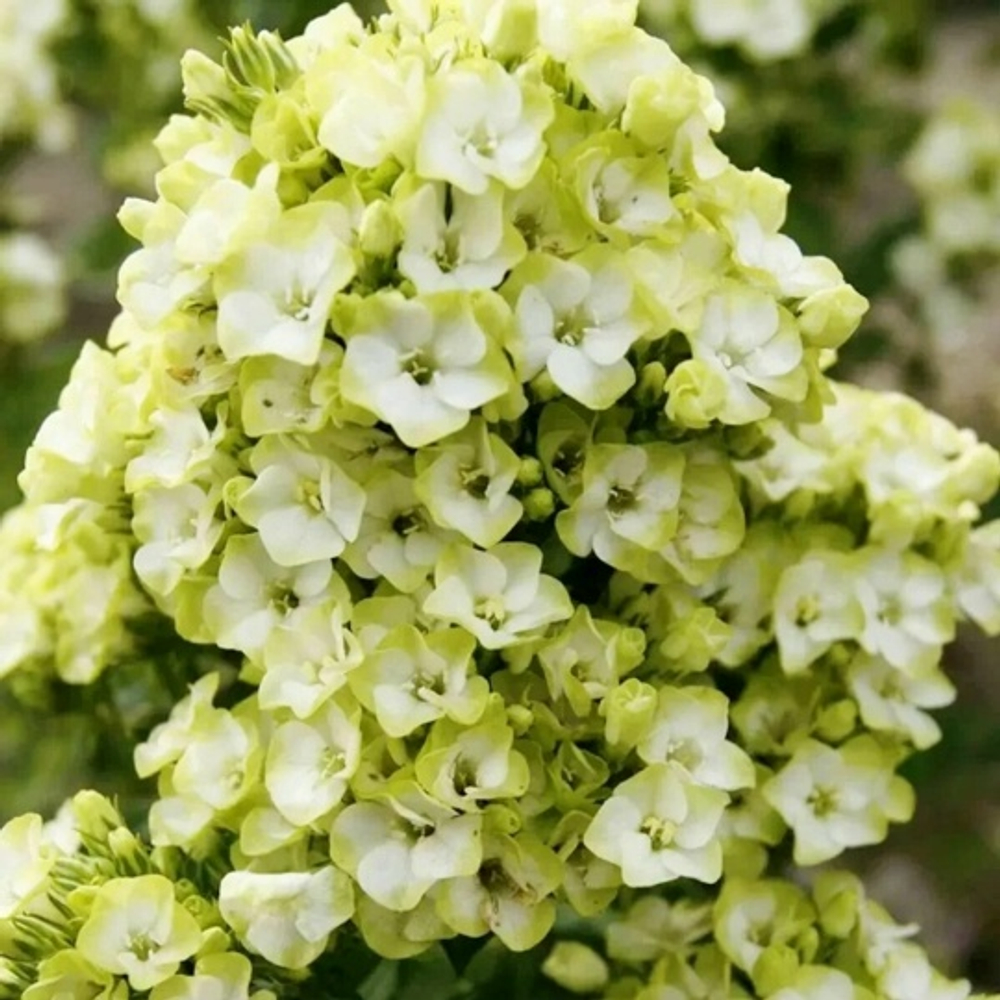 Флокс Orchid Greem