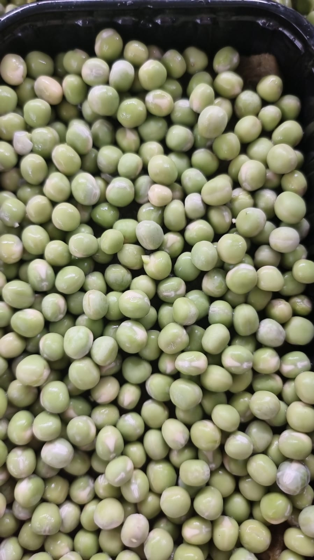 Семена горох зеленый Мадрас, микрозелень 5кг. Горох для проращивания