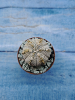 Astrophytum Asterias "Super Kabuto" (Астрофитум)