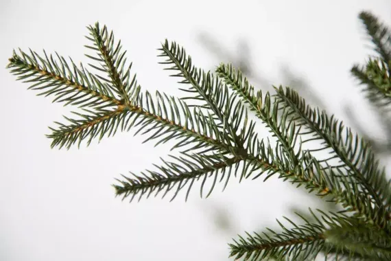 Искусственная ель Французская 215 см., литая хвоя+пвх, Black Box (74378)