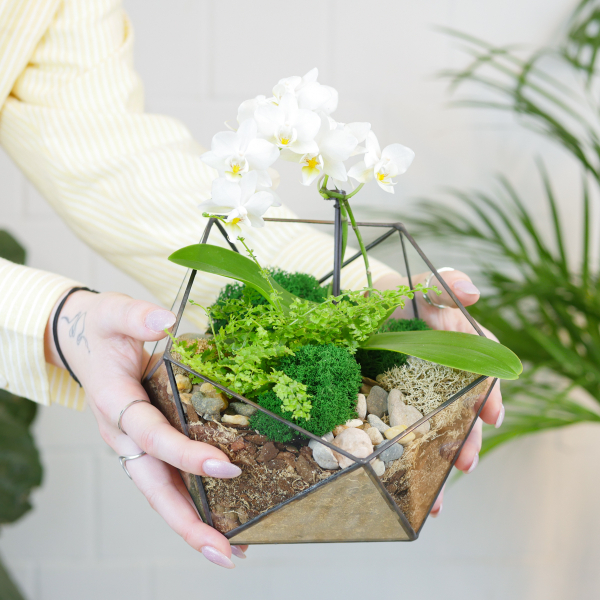 Готовый флорариум с белой орхидеей Икос S