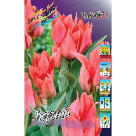 Тюльпан Торонто