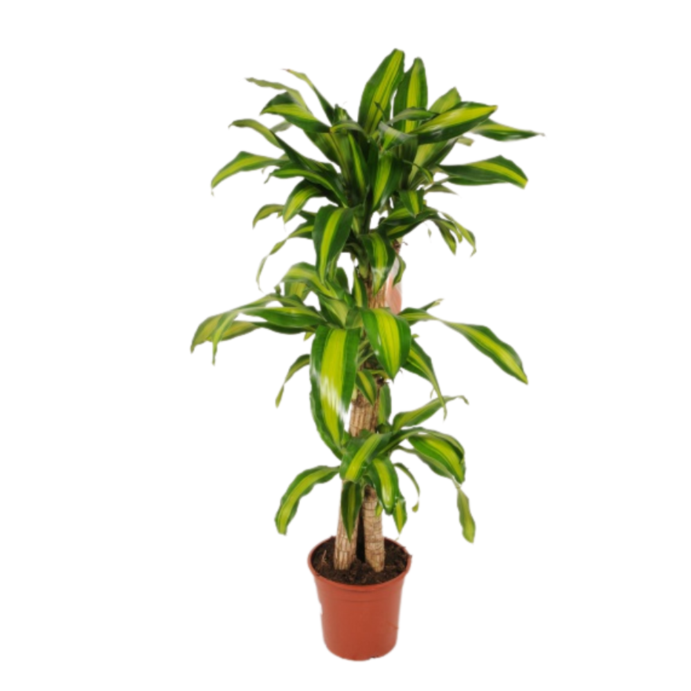 Драцена Массенжеана (Масс) Верт