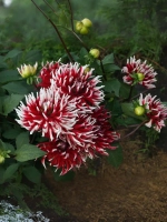 Георгин кактусовидный Фрикуолет