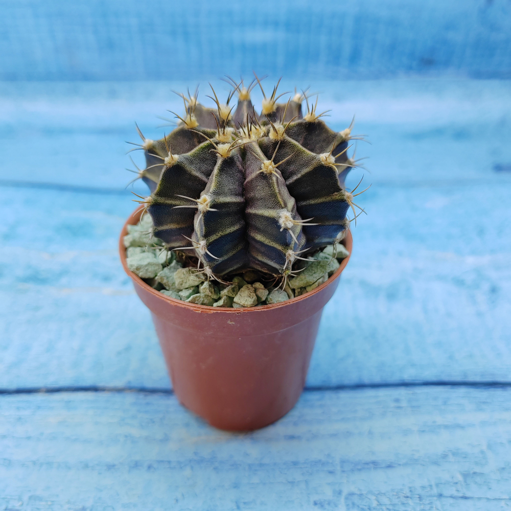 Gymnocalycium Friedrichii (Гимнокалициум)