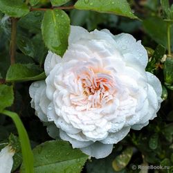 Стефани Баронинцу Гуттенберг (Stephanie Baroninzu Guttenberg)