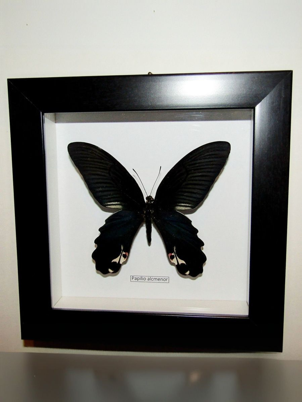Бабочка Papilio alcmenor в рамке