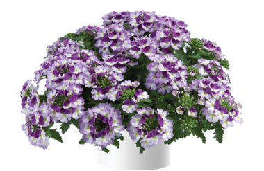 1555 Вербена VANESSA COMPACT BICOLOR PURPLE (Весна 24)