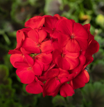 Пеларгония зональная Алёна F1 12шт.