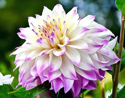 Георгина Фернклифф Иллюжн