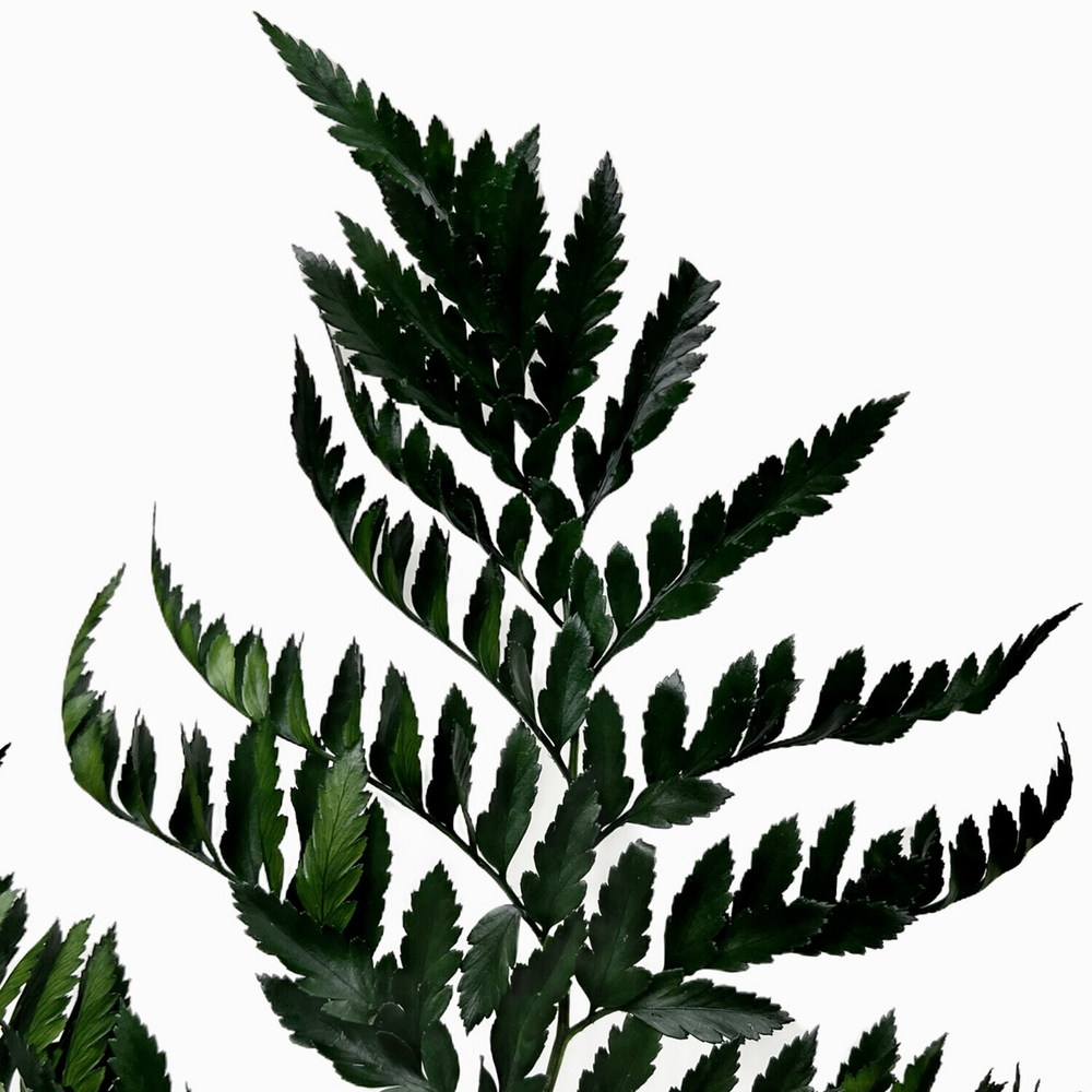 Папоротник зелёный "Rose"