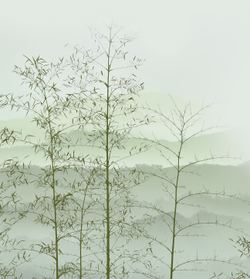 Коллекция GREENDAY