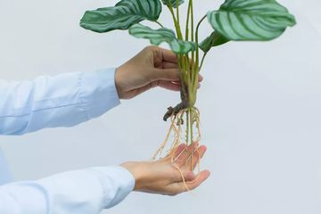 Калатея круглолистная куст из 9 листьев с корнями