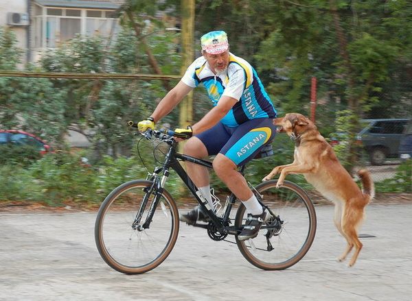 Собака и велосипед