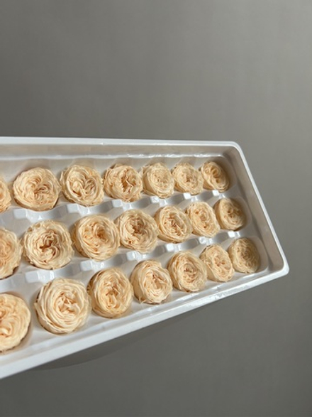 Роза пионовидная шампань d=2-3 см (упак 21 шт)