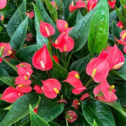 Антуриум Андрэ MFR