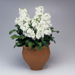 Маттиола Синдерелла Белая10шт Мировые Семена VITA GREEN