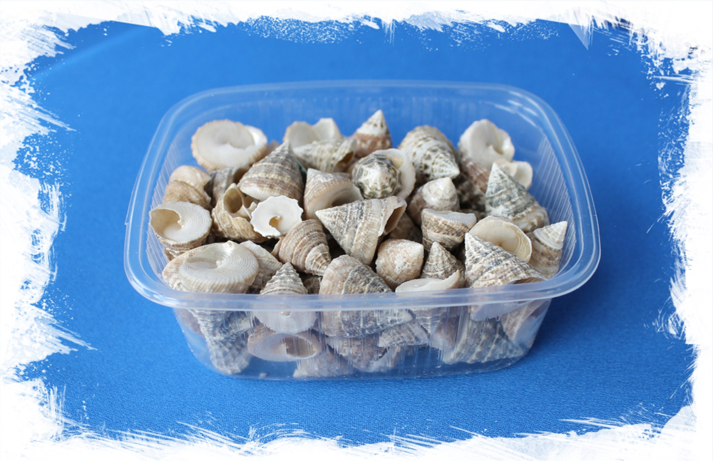 Тектус Фенестратус Мини