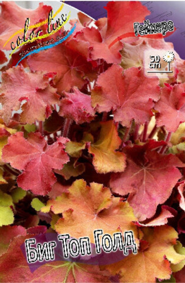 Гейхера Биг Топ Голд