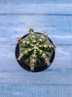 Gymnocalycium T-Rex Pink hybride (Гимнокалициум T-rex)