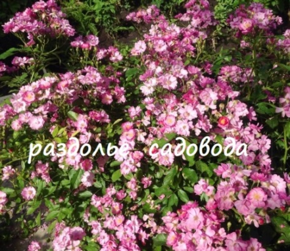 Роза Бинго Мейяндекор (горшок 5л)