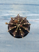 Gymnocalycium Mihanovichii black (Гимнокалициум)