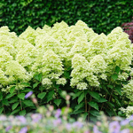 Гортензия метельчатая Lime Sparkle