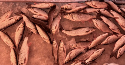 Рыба голавль