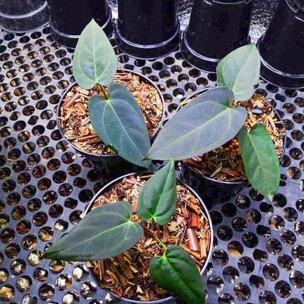 Антуриум BLUE OCEAN