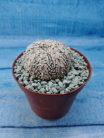 Astrophytum Asterias "Super Kabuto" (Астрофитум)