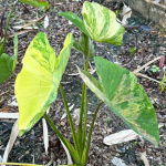 Колоказия SIAM WONDERFUL