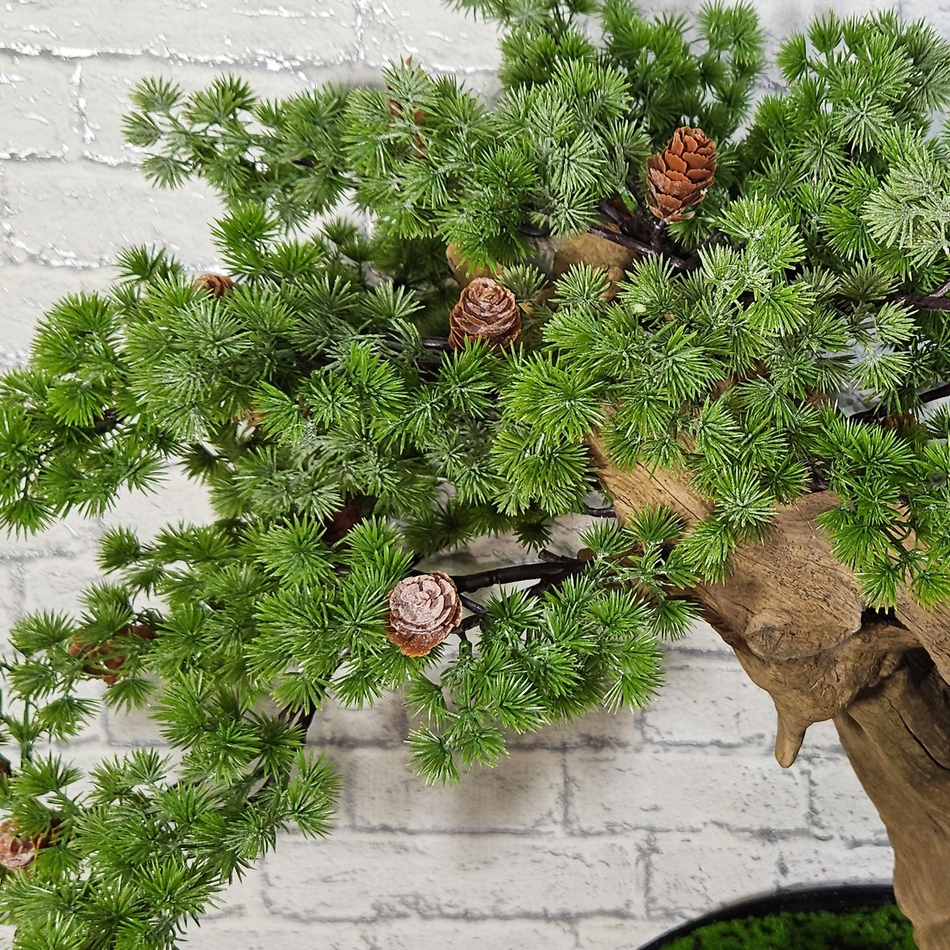 Бонсай Кипарис 70см на натуральном стволе