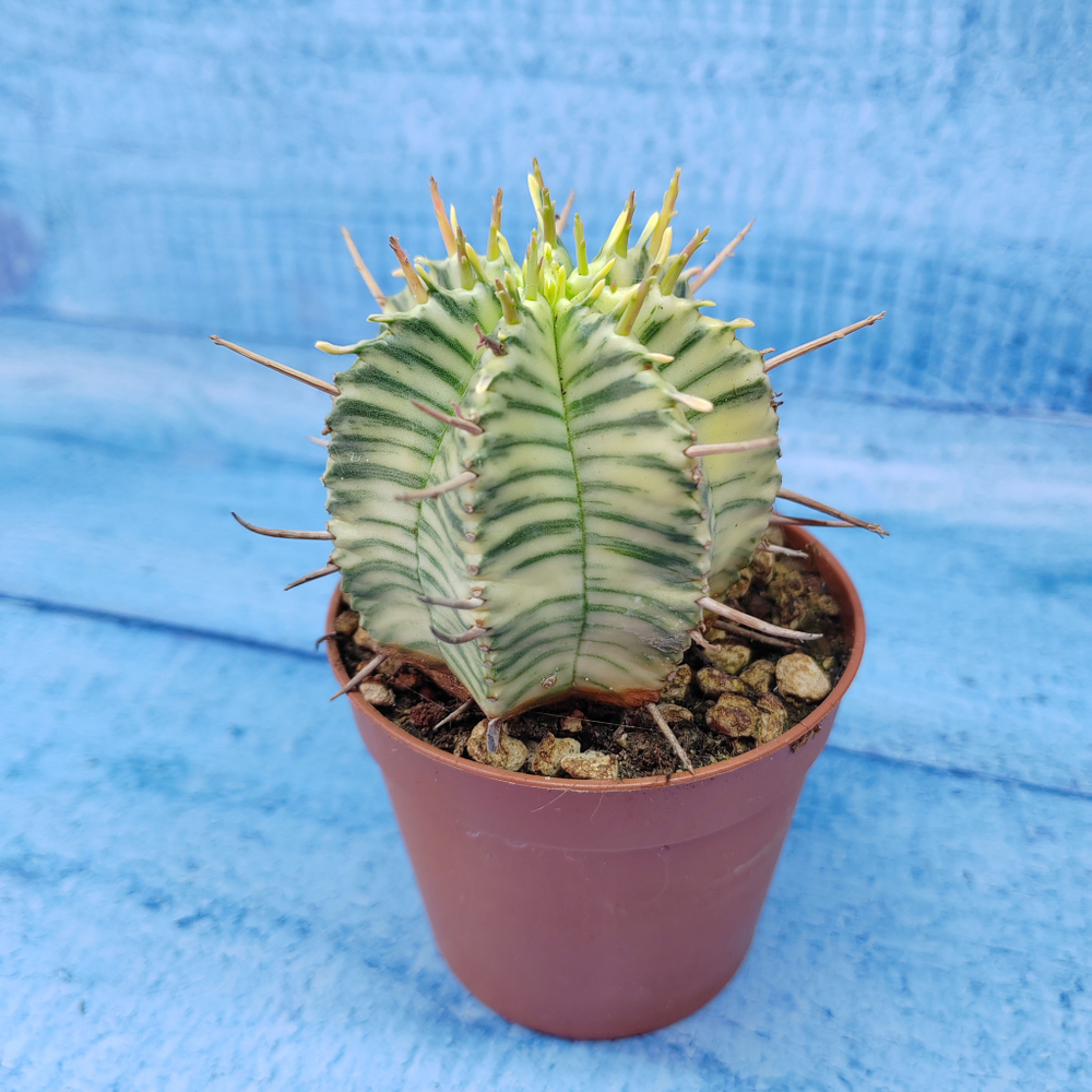 Euphorbia meloformis f. Variegated (Эуфорбия вариегатная)