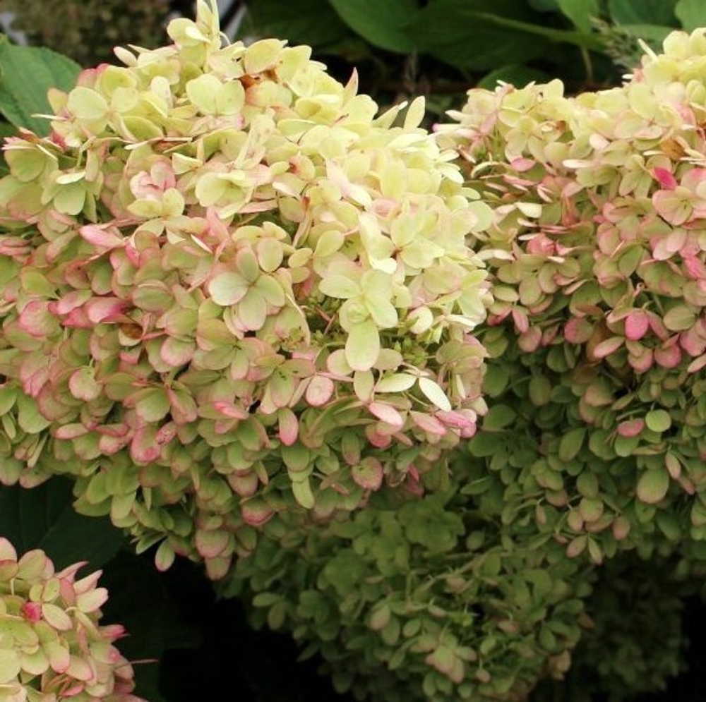 XS-лайт (Gardenlight XS-Light) С1.5