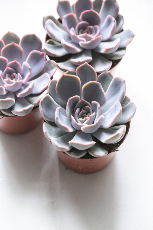 Эхеверия Орион