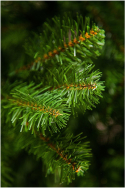 Сосна Triumph Tree Санкт-Петербург супер стройная 215см зеленая