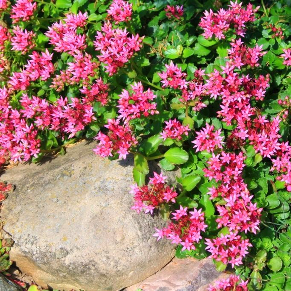 Седум (Sedum) spurium Roseum (ложный)