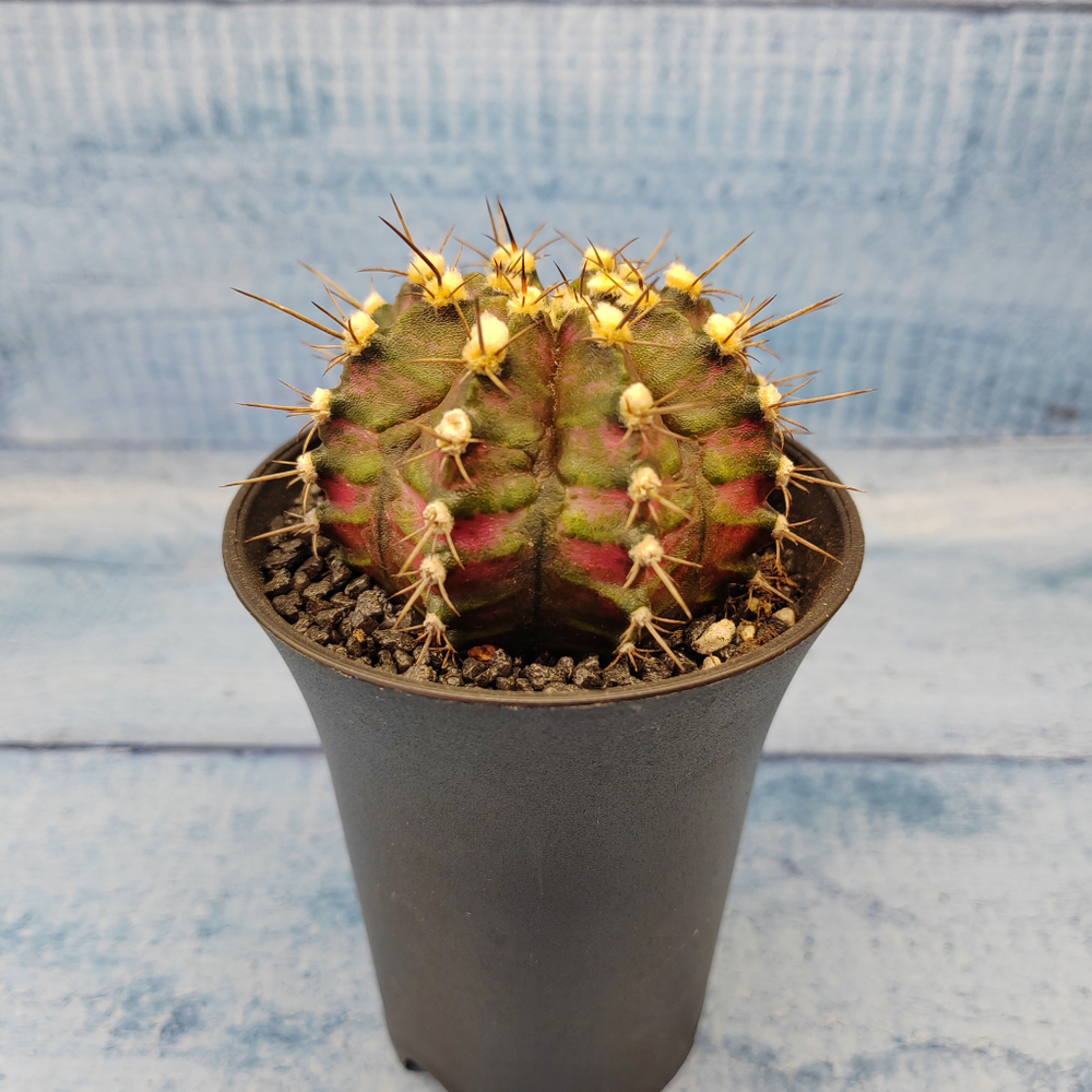 Gymnocalycium T-Rex Pink hybride (Гимнокалициум T-rex)