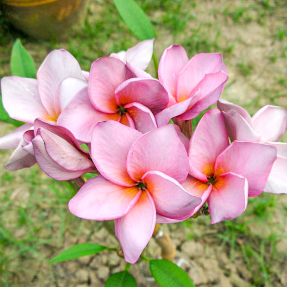 Плюмерия MUANG TAWEEKOON