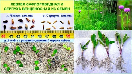 Левзея семена на 20 соток - 40 000 шт