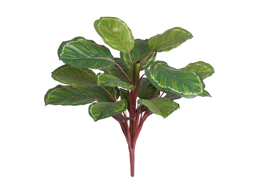 Калатея Розеопикта Грин куст зелёный с бело-розовым в-42 см, д-40 см (Sensitive Botanic) 6/72 20.1165GRV