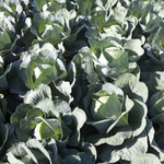 Муксума F1 семена капусты белокочанной (Rijk Zwaan / Райк Цваан)